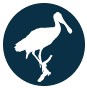 Roseate Spoonbill Nesting icon. Roseate spoonbills have been demonstrated to be an umbrella indicator species for Everglades restoration efforts.